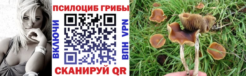 Галлюциногенные грибы Psilocybe  Астрахань 